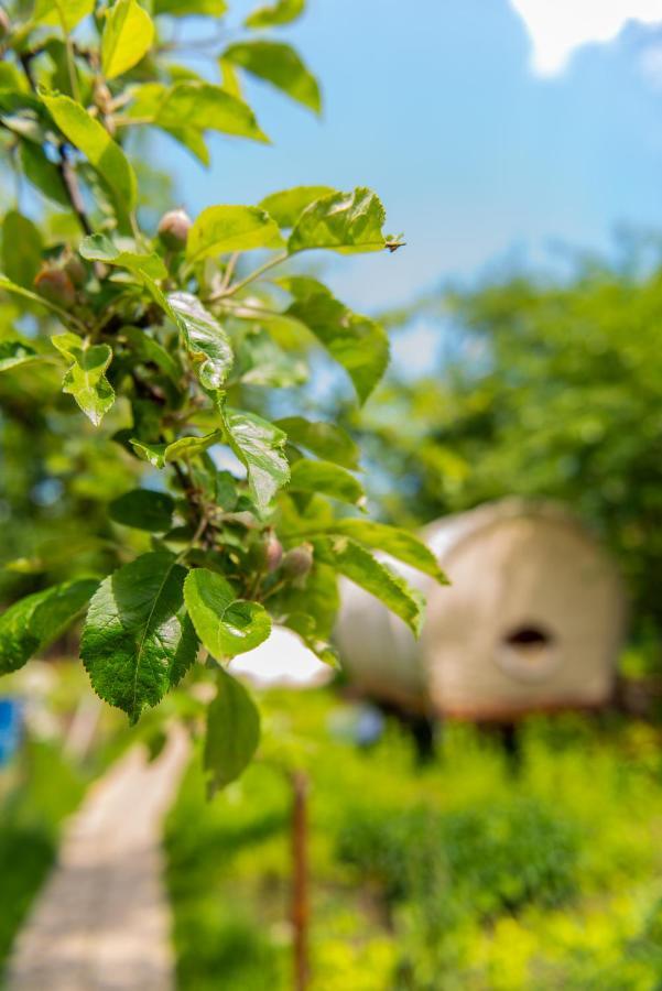 Dragonfly Gardens - The Wagons Hotel Brasov Luaran gambar